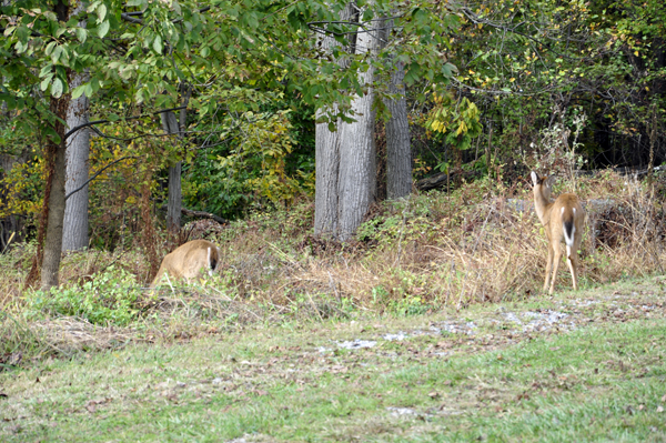 deer at Washington Monument State Park