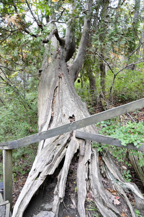 a tree that was laying partially on the stairs