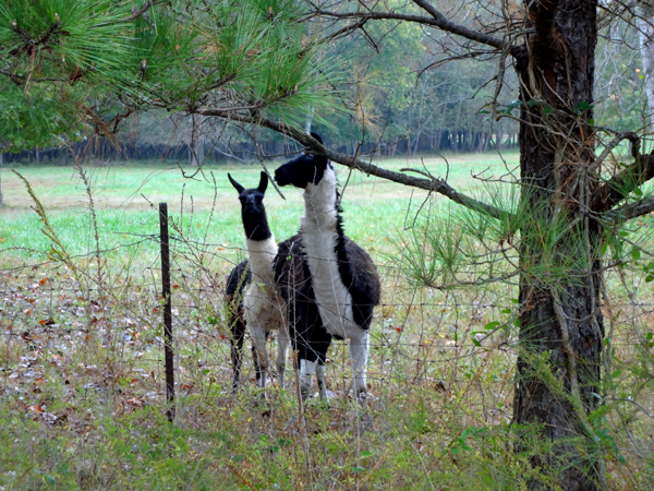 Llamas