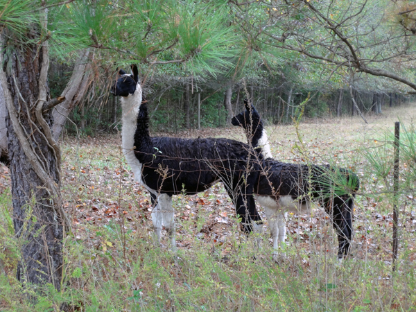 Llamas