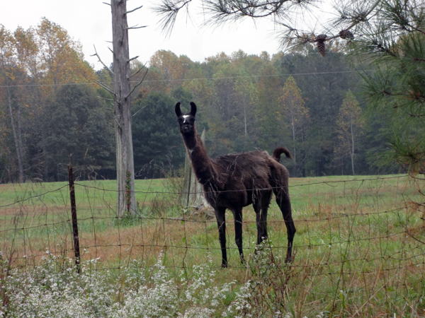 a Llama