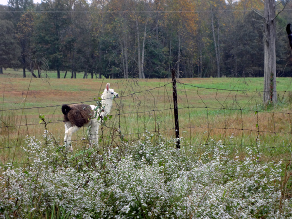 a Llama