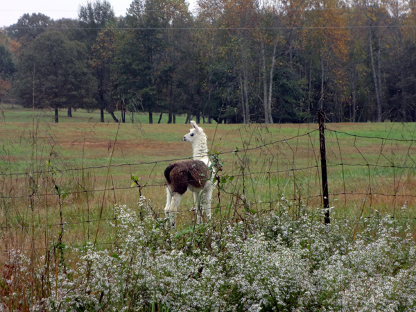 a Llama