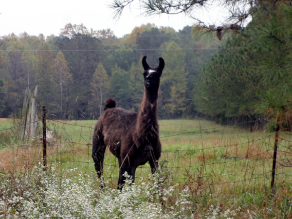 a Llama