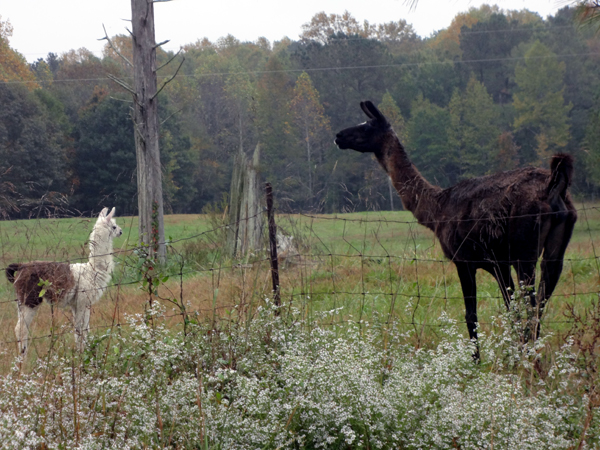 Llamas