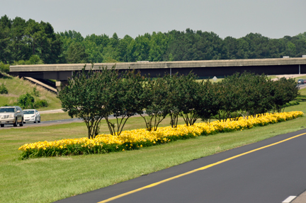 flowers along the highway