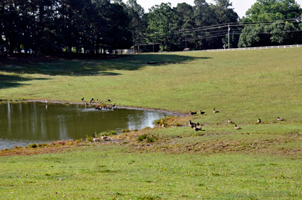 ducks in the campground