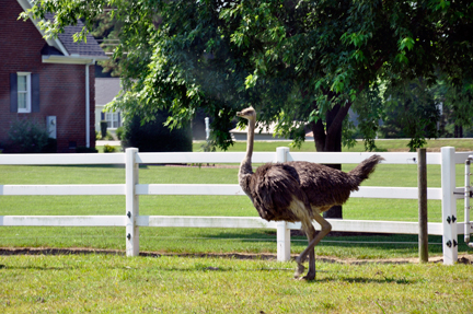 an ostrich in the campground