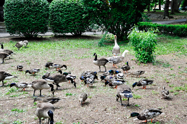 ducks and swans