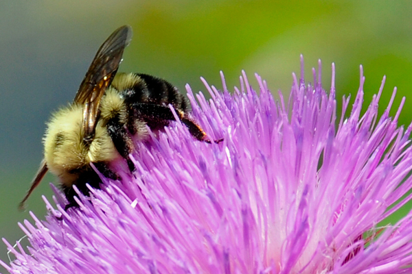 bee on a flower