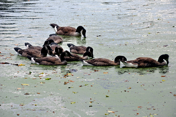 lots of ducks