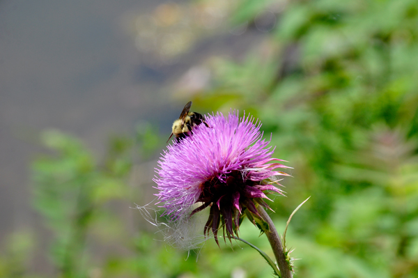 bee on a flower