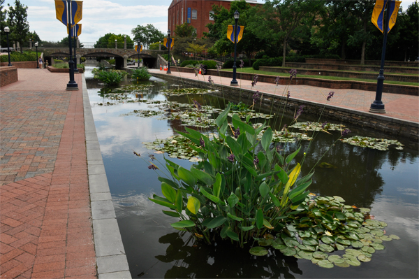 creek at Carroll Creek Park