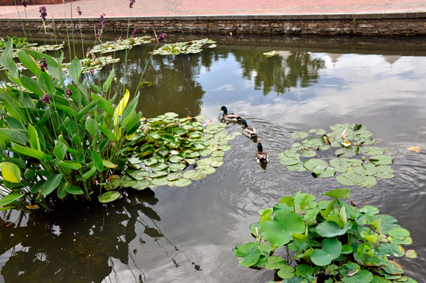 3 ducks in a row