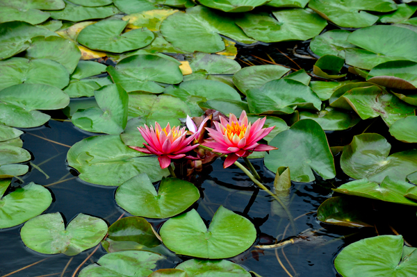 pond lilies