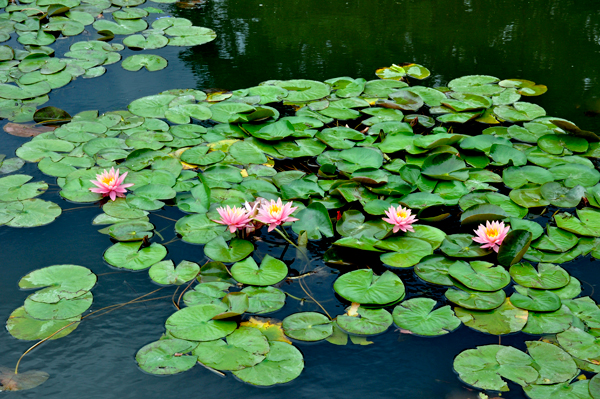 pond lilies