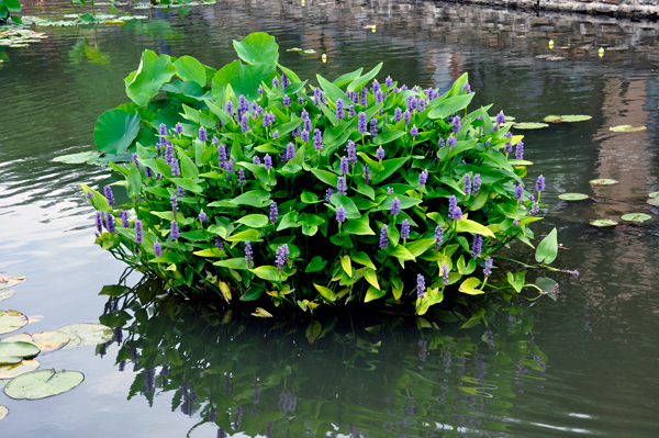 flowers in the creek