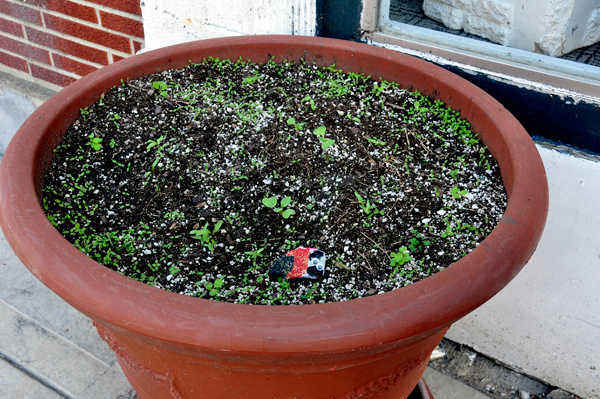 painted rock in a planter