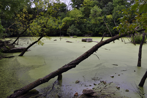 green covered water