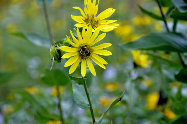 flowers