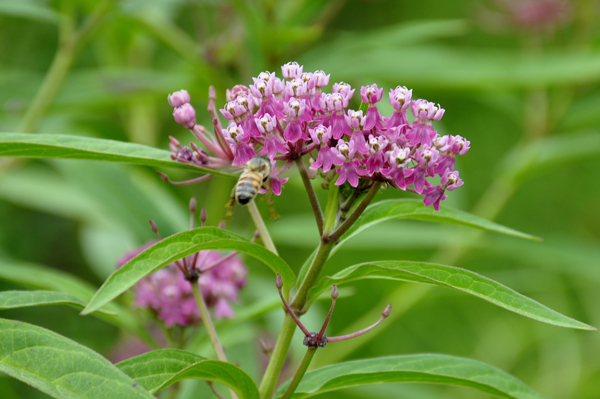 bee on a flower