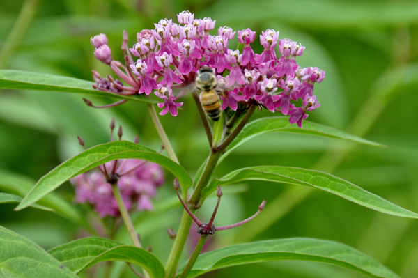 bee on a flower