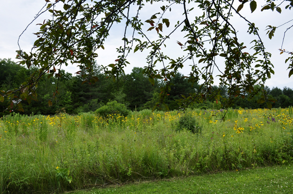 part of the Butterfly Garden