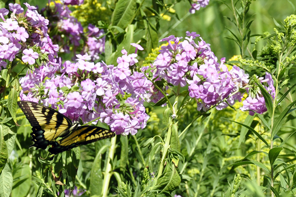 a butterfly on the flowers