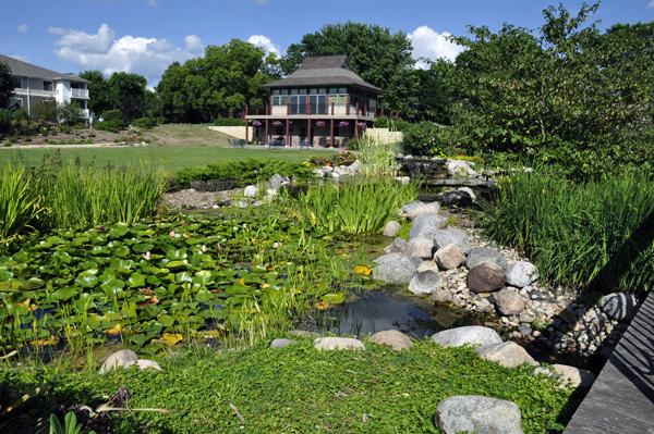 lily pond