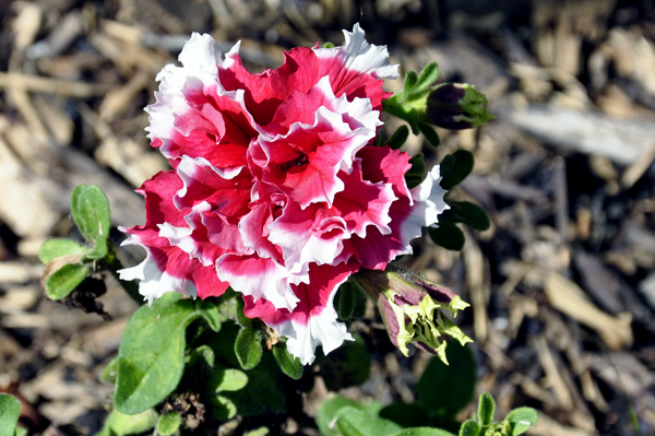 red and white flower