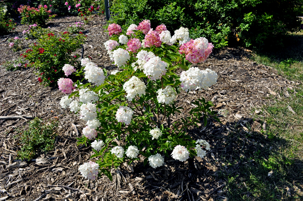 a flower bush