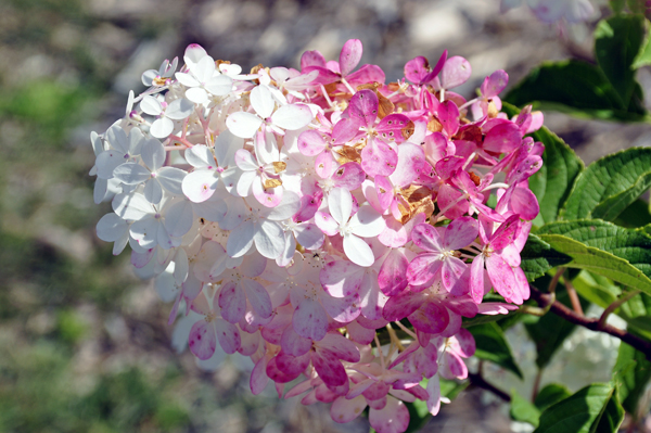 pink and white flower