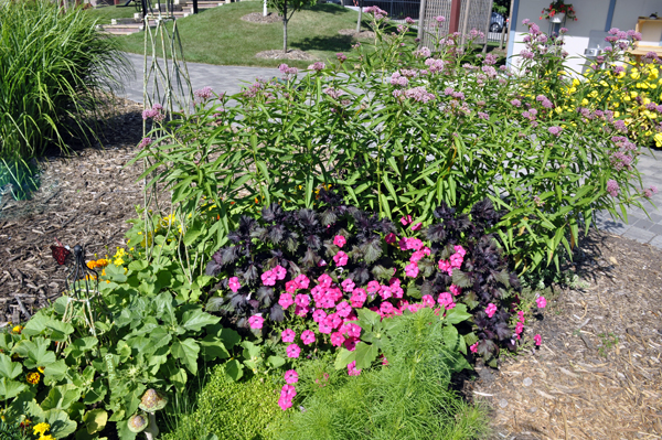 flowers and another butterfly