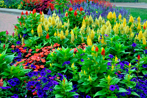 flowers surrounding the monument