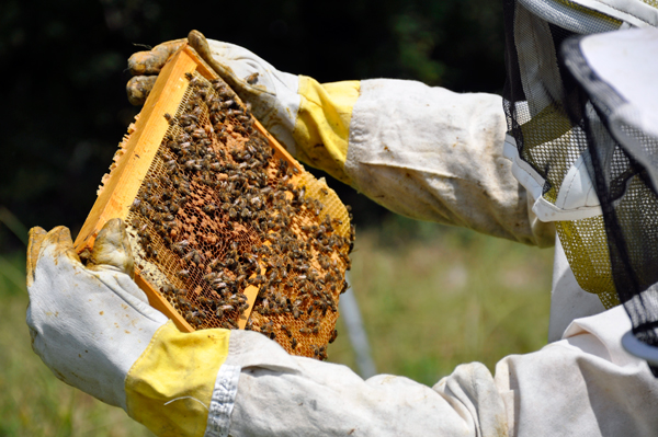 Gabby inspects the bees