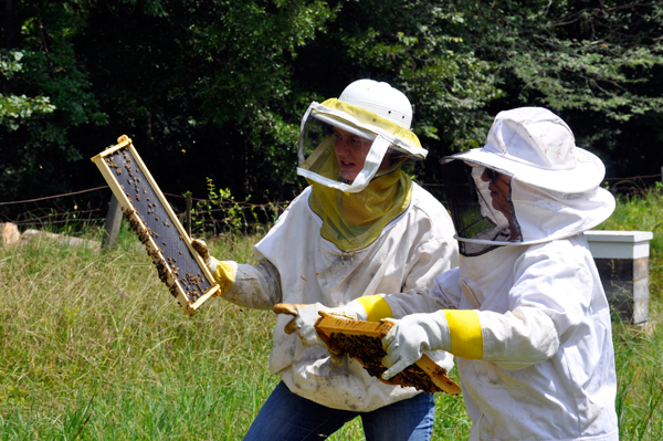 Karen Duquette handles the bees