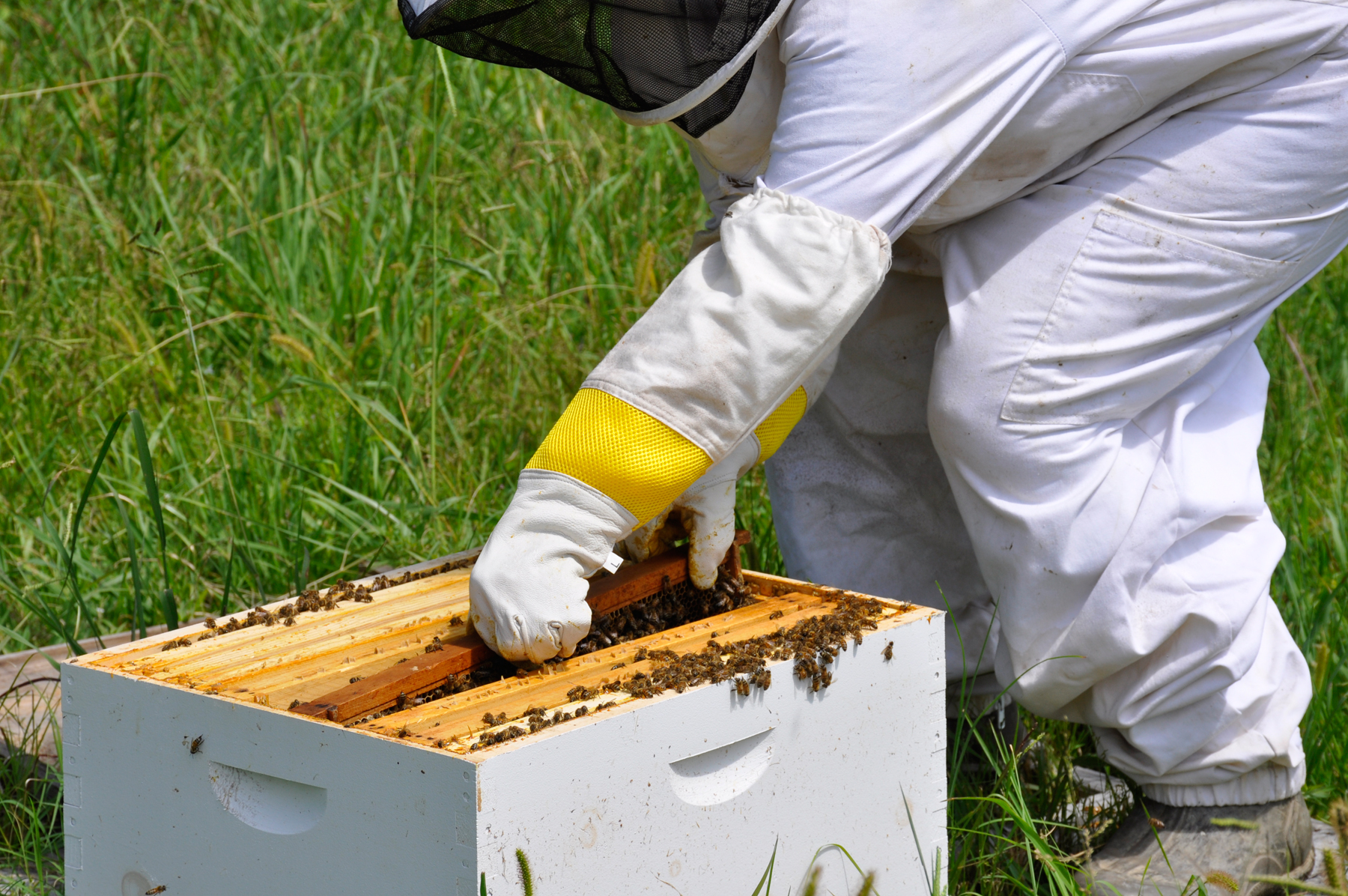 Karen Duquette opens the bees box