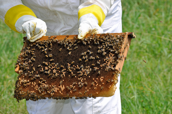 Karen Duquette handles the bees
