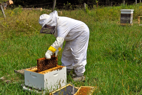 Karen Duquette handles the bees