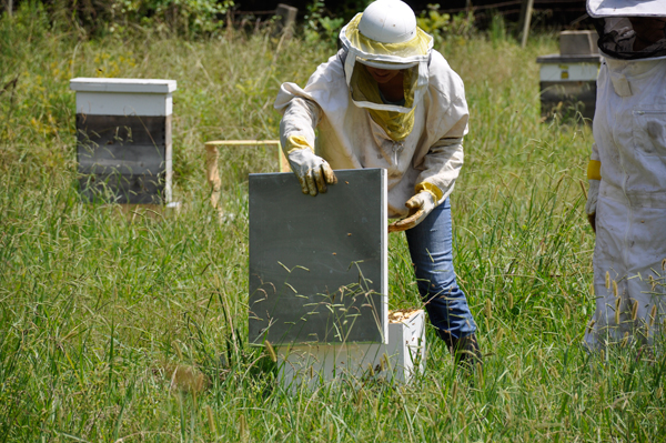 Gabby closing the beehive