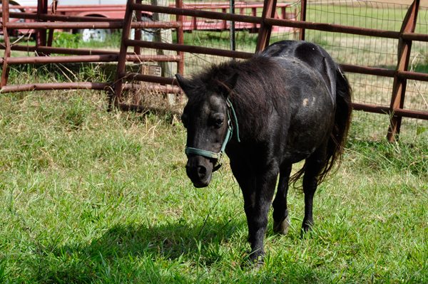 horse