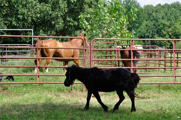 horses