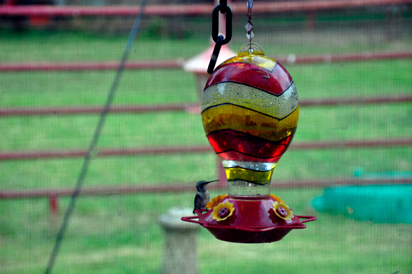 Hummingbird