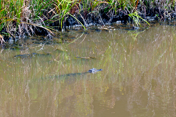 baby alligator