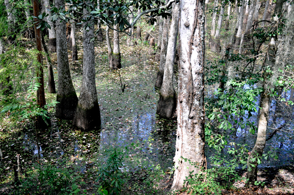 swamp