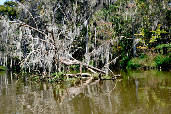 spanish moss on trees