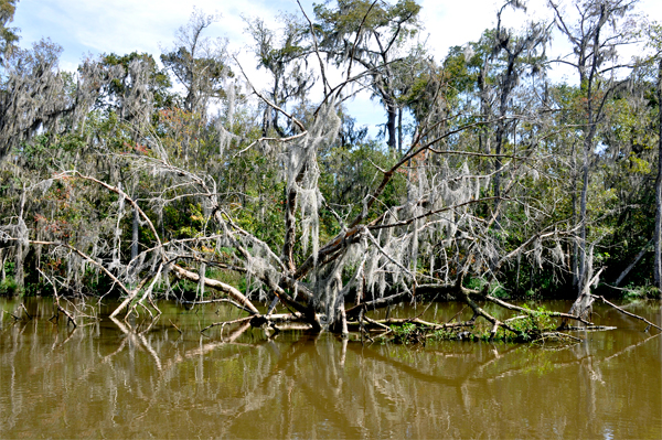 spanish moss on trees