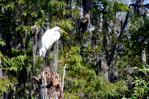 egret