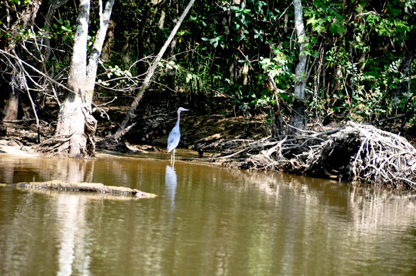 Blue Heron