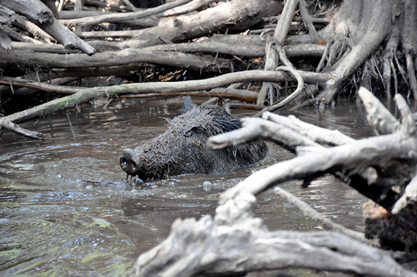 feral pig